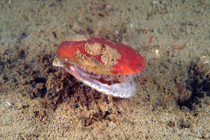 Aequipecten opercularis: bivalve dai 1000 occhi